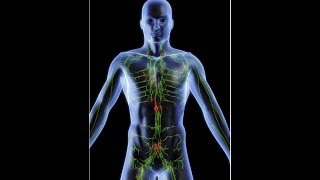 anatomy of lymphatic system DR SAMEH GHAZY [upl. by Ttevi908]