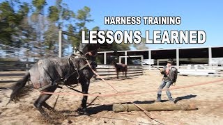 Low Country Cowboys  Harness Training Young Horses  Episode Four [upl. by Lebisor]