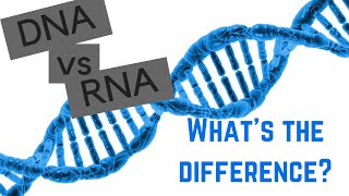 DNA vs RNA  5 Differences Between DNA and RNA [upl. by Aihsar806]