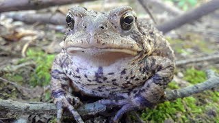 American Toad  CREATURE FEATURE 9 [upl. by Ayikan768]