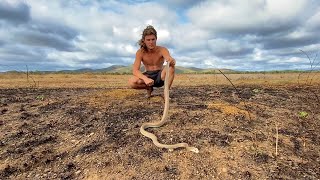 Catching the COASTAL TAIPAN Australia’s most DANGEROUS snake [upl. by Ariik723]