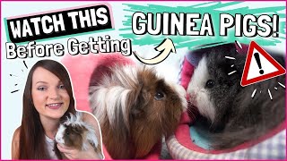 15 Things You Need to Know Before Getting GUINEA PIGS [upl. by Meredi953]