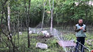 Using Goats to Graze Brush and Invasive Plants [upl. by Chrissy363]