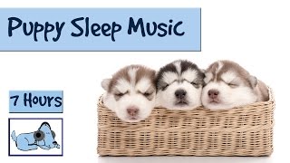 Help your Puppy go to Sleep at Night with this 7 HOUR Song Relax My Dog [upl. by Nnylirej187]