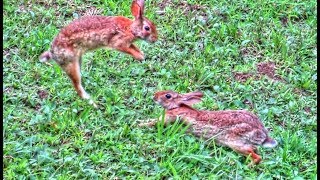 Wild Rabbit Bonding and Courtship Behavior [upl. by Phineas]