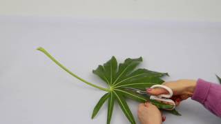 Ikebana Tips by Junko 14 modifying leaves [upl. by Niu691]