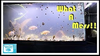 Cloudy Water in a Fish Tank and What to do About It [upl. by Robbi]