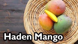 Truly Tropical Mango Varieties Haden [upl. by Jutta]