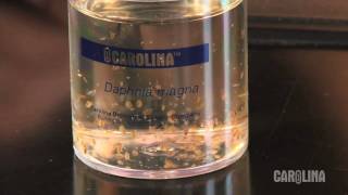 How to Care for Daphnia [upl. by Beatty568]