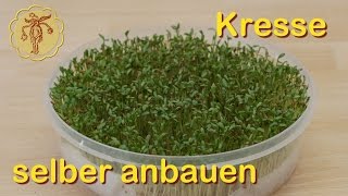 Kresse selber anbauen [upl. by Enenej]