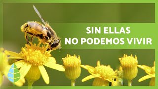 La importancia de las abejas 🐝 ¿Sin ELLAS MORIRÍAMOS ¡DESCÚBRELO [upl. by Akimat]