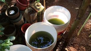 How to grow Green Water Algae [upl. by Nyletac]