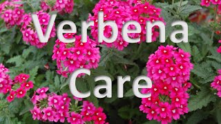 Verbena Care [upl. by Adekahs]