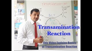 Transamination Reaction [upl. by Atina]