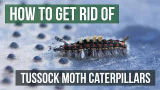 How to Get Rid of Tussock Moth Caterpillars 4 Easy Steps [upl. by Franz]