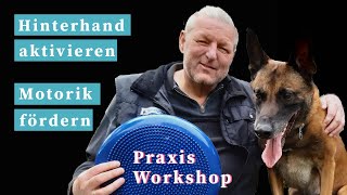 Hund Hinterhand trainieren  Motorik fördern [upl. by Eceinaj]