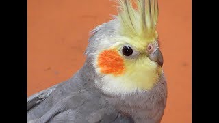 CANTO DE LA CACATUA NINFANYMPH COCKATIEL Nymphicus hollandicus [upl. by Pietro]