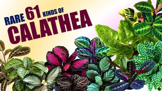 RARE 61 CALATHEA VARIETIES  HERB STORIES [upl. by Athey310]