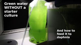 Green Water WITHOUT a Starter Culture  From Scratch  How To [upl. by Allekim]