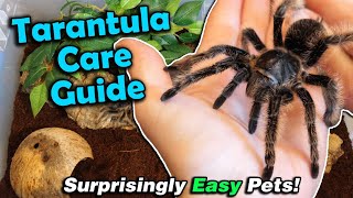 How to Care for Tarantulas [upl. by Yztim]