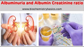 Albuminuria  Albumin Creatinine Ratio  Albumin In Urine [upl. by Wolff6]