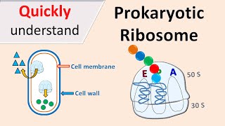 Prokaryotic Ribosomes  70S Ribosomes [upl. by Aicinad]