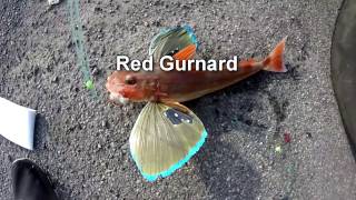 Red Gurnard Fishing New Zealand [upl. by Libyc]