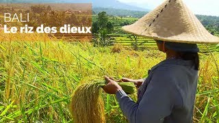 Bali  le riz des dieux  fautpasrever [upl. by Neetsuj]