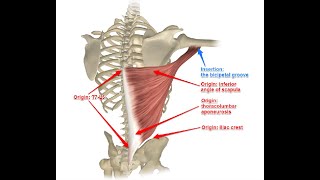 Two Minutes of Anatomy Latissimus Dorsi [upl. by Mays]