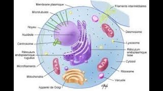 Introduction à la cytologie [upl. by Perusse399]