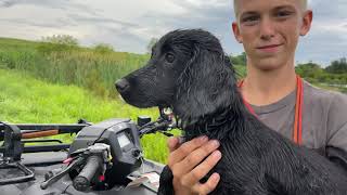 English Cocker Spaniels Are Awesome [upl. by Tammy]