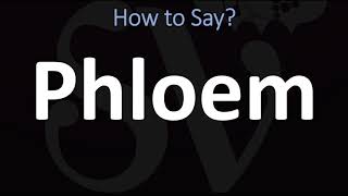 How to Pronounce Phloem CORRECTLY [upl. by Siegel963]