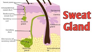 Sweat gland part4 [upl. by Roi483]