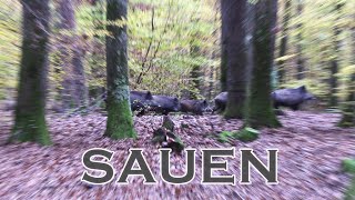 Sauen Drückjagd  Schwarzwild  bebendes Laub  Jagdkrone [upl. by Nylac]