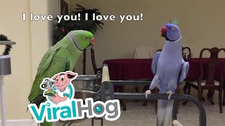 Indian Ringnecks Talk and Dance with Each Other  ViralHog [upl. by Godiva]