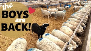 How We Breed Our Sheep InSeason NATURALLY Vlog 177 [upl. by Amees]