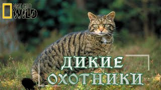 Дикие охотники  Кошки Документальный фильм National Geographic 16 [upl. by Aunson]