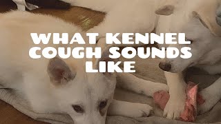 What Kennel Cough Sounds Like [upl. by Sheeb]