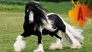 10 Most Beautiful Horse Breeds In The World [upl. by Sharman]