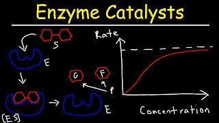 Enzymes  Catalysts [upl. by Ancell56]