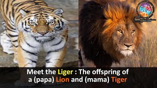 All Facts About Ligers And Tigons [upl. by Hulbig]