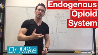 CNS Pharmacology Ar 01  Opioid analgesics Part 1 [upl. by Durer]