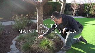 How to maintain  Festuca [upl. by Rubinstein]