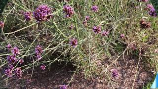 Tall verbena Verbena bonariensis  Plant Identification [upl. by Gennie]