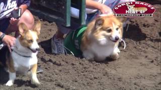 Canterbury Park Corgi Races 7302016 [upl. by Parrott]