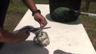 How to skin or pluck a quail after slaughter [upl. by Malchy]