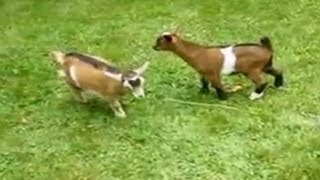 Adorable dwarf goat knocks over playmates [upl. by Dranel617]