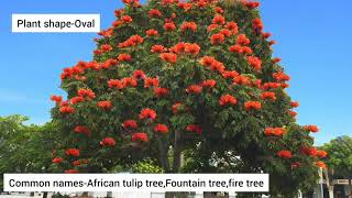 african tulip tree interesting factsfountain tree spathodea campanulata [upl. by Stanwood993]