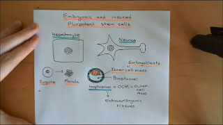 Embryonic and Induced Pluripotent Stem Cells Part 1 [upl. by Acinoed]