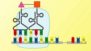 Animation 261 Protein synthesis [upl. by Benedicto]